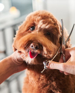 Reputable Dog Grooming Business for Sale